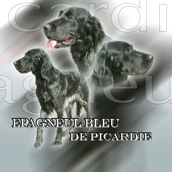 Dessin de épagneul bleu de picardie, motif 106-01 pour plaque attention au chien