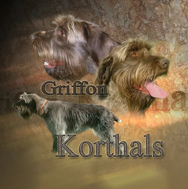 Dessin de griffon korthals, motif 107-01 pour plaque attention au chien