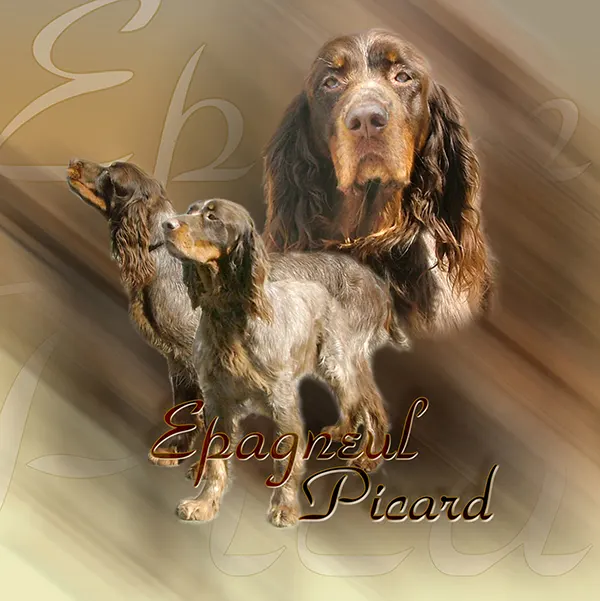 Dessin de épagneul picard, motif 108-01 pour plaque attention au chien
