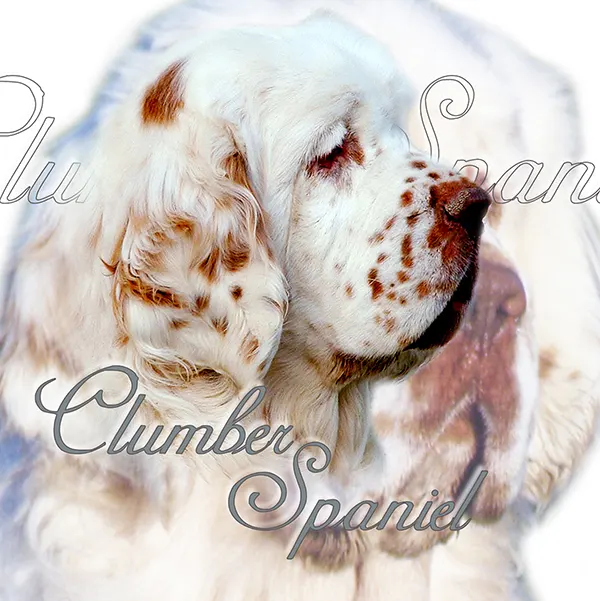 Dessin de clumber spaniel, motif 109-01 pour plaque attention au chien