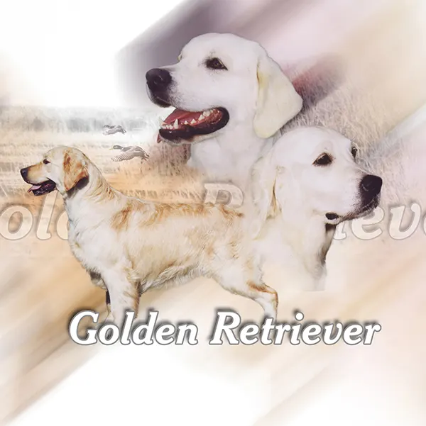 Dessin de golden retriever, motif 111-01 pour plaque attention au chien