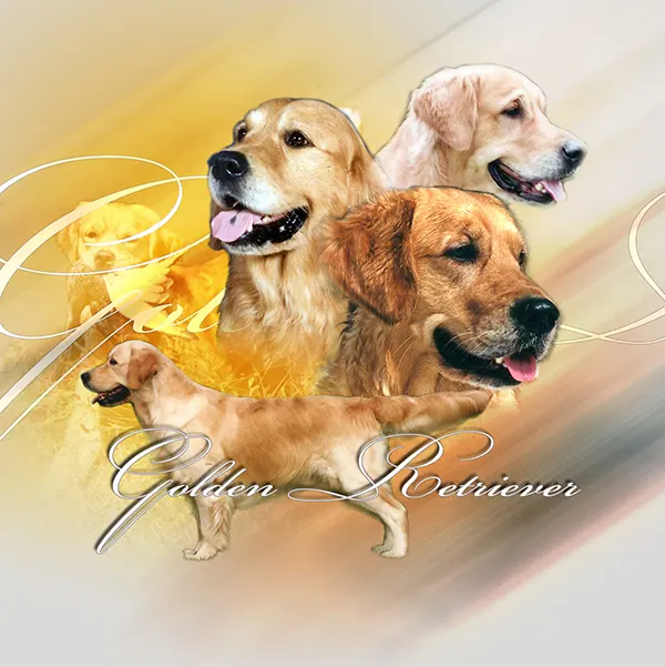 Dessin de chien golden, motif 111-02 pour plaque attention au chien