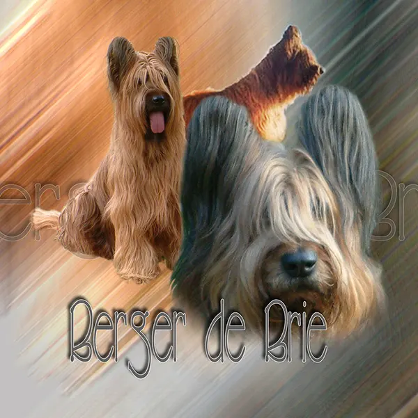 Dessin de berger de brie, motif 113-01 pour plaque attention au chien