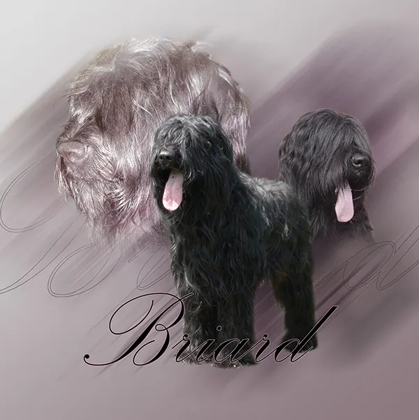 Dessin de briard, motif 113-02 pour plaque attention au chien