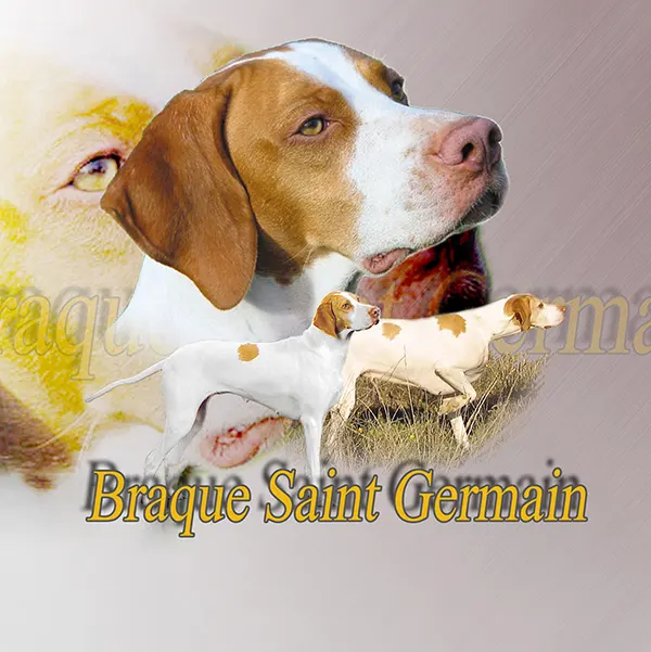 Dessin de braque saint germain, motif 115-01 pour plaque attention au chien