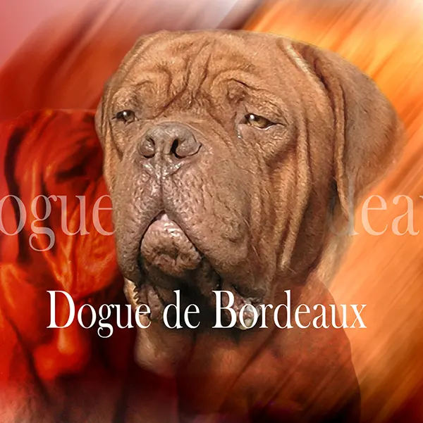 Dessin de dogue de bordeaux, motif 116-01 pour plaque attention au chien