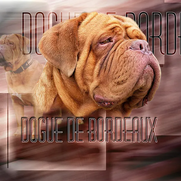 Dessin de dogue de bordeaux adulte, motif 116-03 pour plaque attention au chien