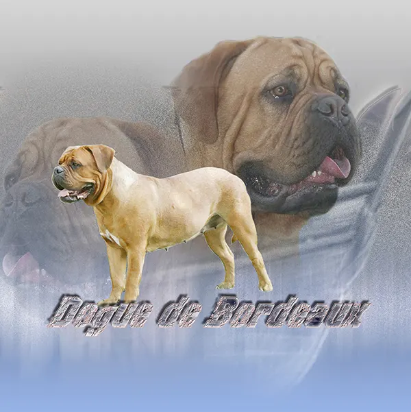 Dessin de dogue de bordeaux masque noir, motif 116-05 pour plaque attention au chien