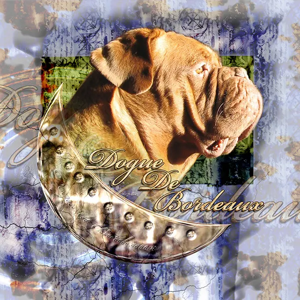 Dessin de femelle dogue de bordeaux, motif 116-06 pour plaque attention au chien