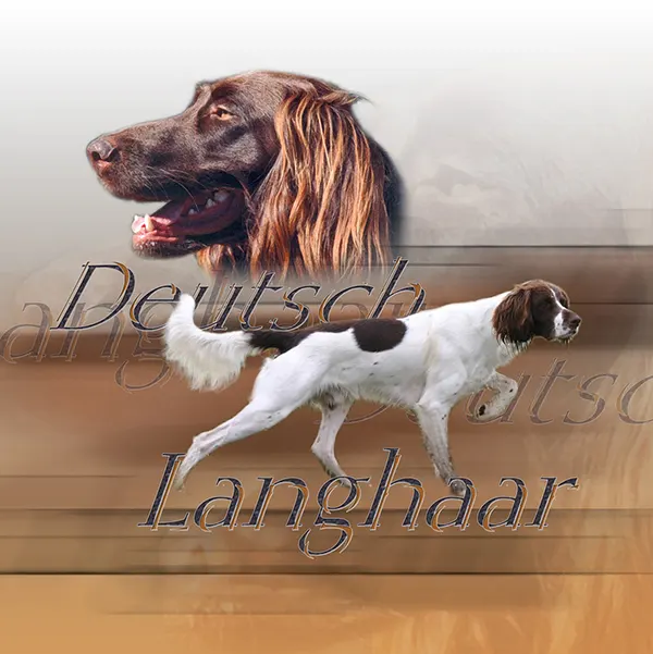 Dessin de chien d'arrêt allemand à poil long, motif 117-01 pour plaque attention au chien