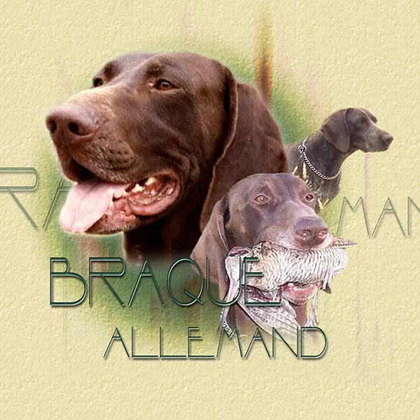 Dessin de braque allemand, motif 119-01 pour plaque attention au chien