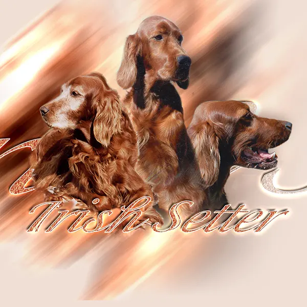 Dessin de setter irlandais, motif 120-01 pour plaque attention au chien