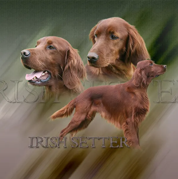 Dessin de setter irlandais rouge, motif 120-02 pour plaque attention au chien