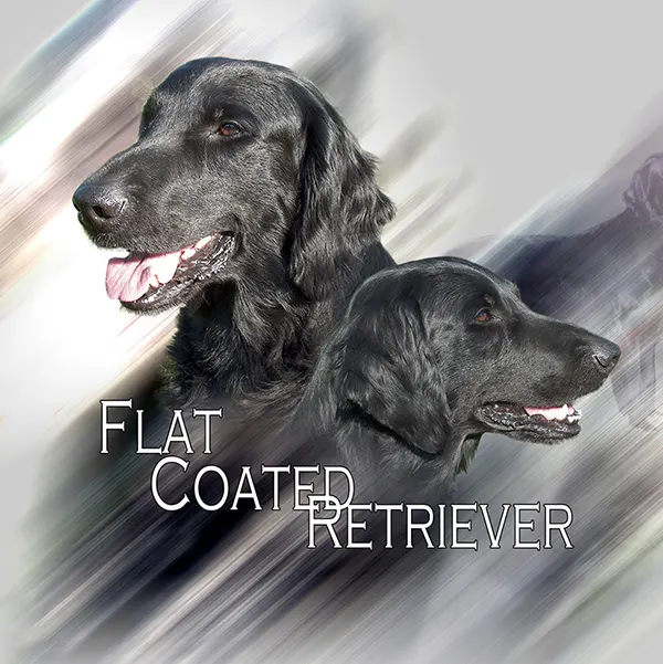 Dessin de flat-coated retriever, motif 121-01 pour plaque attention au chien