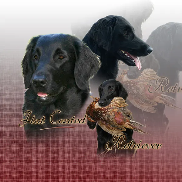 Dessin de retriever à poil plat, motif 121-02 pour plaque attention au chien