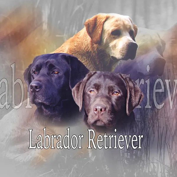 Dessin de labrador, motif 122-01 pour plaque attention au chien