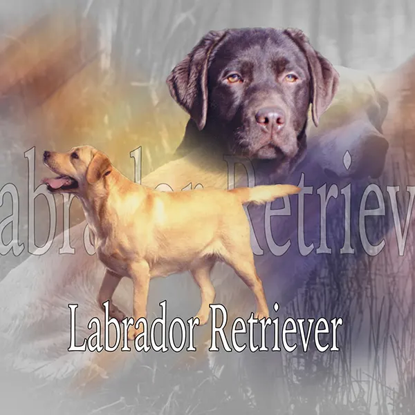 Dessin de labrador chocolat, motif 122-04 pour plaque attention au chien
