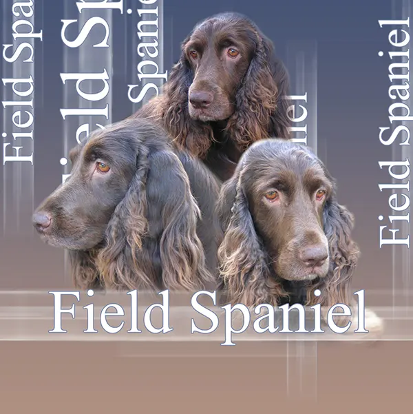 Dessin de field spaniel, motif 123-01 pour plaque attention au chien