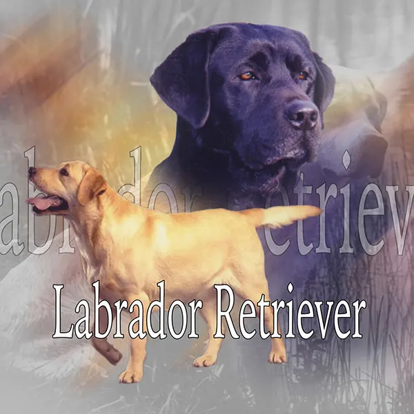 Dessin de labrador noir, motif 122-03 pour plaque attention au chien