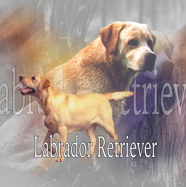 Dessin de labrador sable, motif 122-02 pour plaque attention au chien