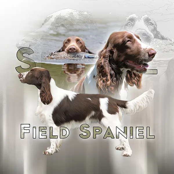 Dessin de field spaniel, motif 123-02 pour plaque attention au chien