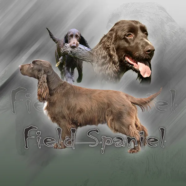 Dessin de field spaniel, motif 123-03 pour plaque attention au chien