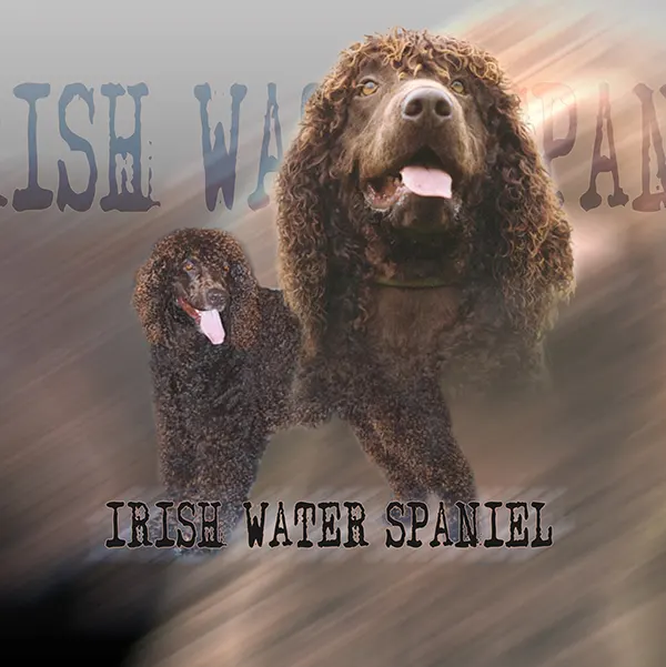 Dessin de irish water spaniel, motif 124-01 pour plaque attention au chien
