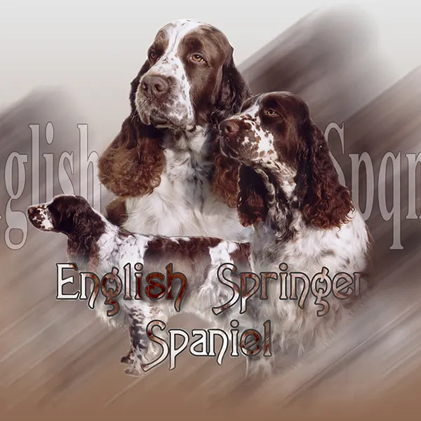 Dessin de springer spaniel, motif 125-01 pour plaque attention au chien