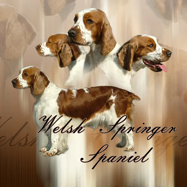 Dessin de welsh springer spaniel, motif 126-01 pour plaque attention au chien