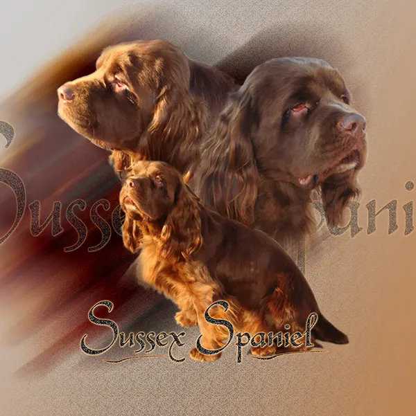 Dessin de sussex spaniel, motif 127-01 pour plaque attention au chien