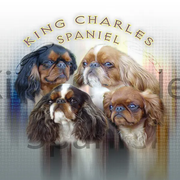 Dessin de chien king charles, motif 128-01 pour plaque attention au chien