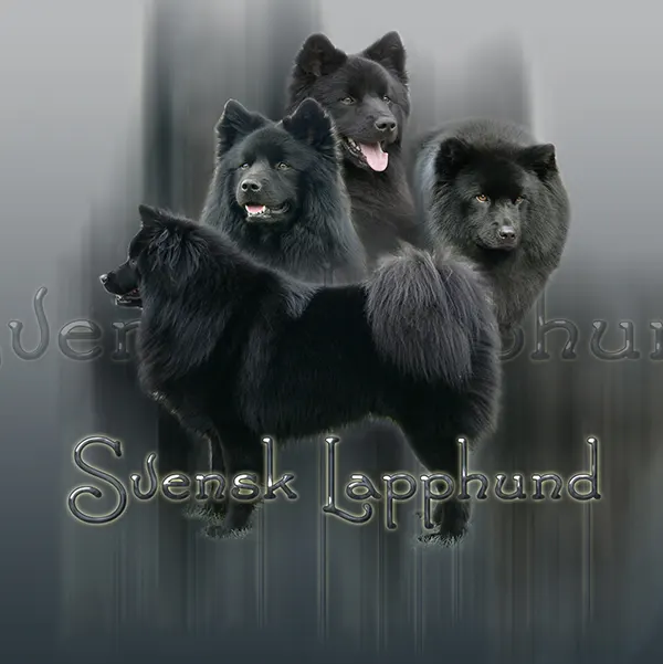 Dessin de lapphund suédois, motif 135-01 pour plaque attention au chien