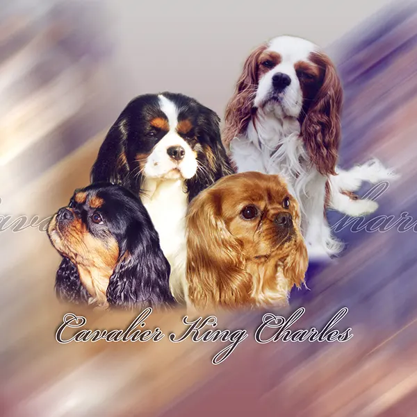 Dessin de cavalier king charles, motif 136-01 pour plaque attention au chien