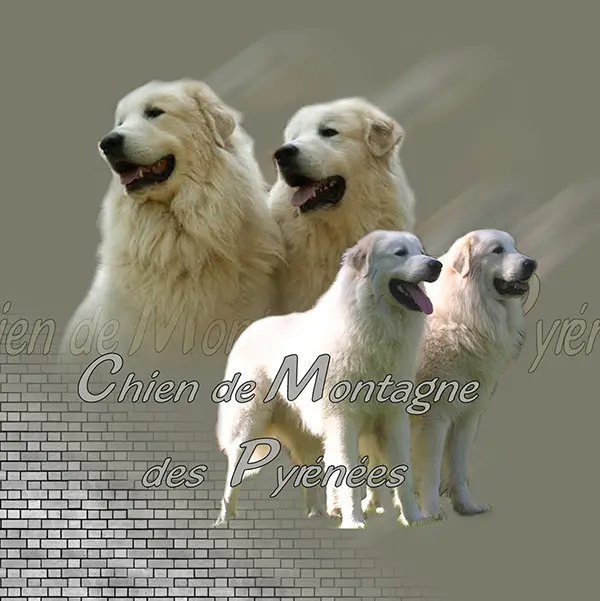 Dessin de chien de montagne des pyrénées, motif 137-01 pour plaque attention au chien