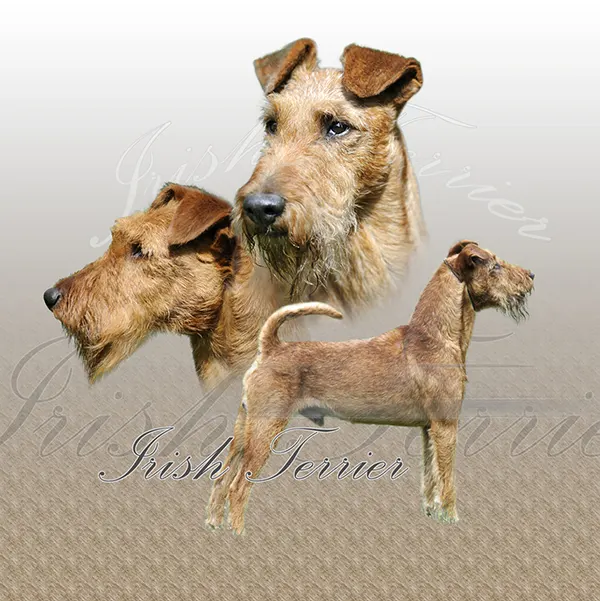 Dessin de terrier irlandais, motif 139-01 pour plaque attention au chien