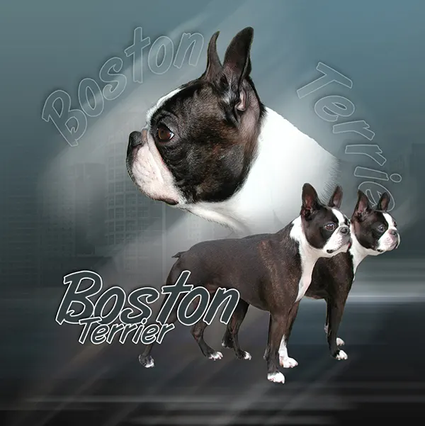 Dessin de terrier de boston, motif 140-02 pour plaque attention au chien
