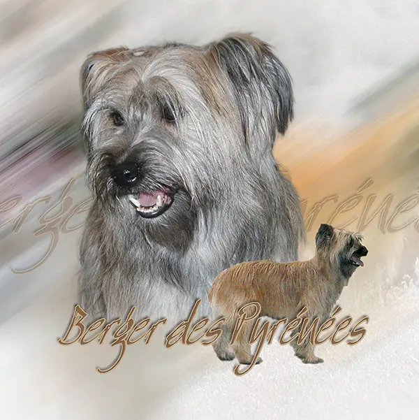 Dessin de berger des pyrénées fauve, motif 141-01 pour plaque attention au chien