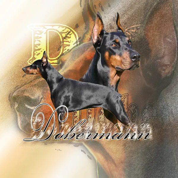 Dessin de femelles dobermann, motif 143-02 pour plaque attention au chien