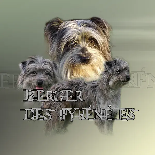 Dessin de berger des pyrénées arlequin, motif 141-04 pour plaque attention au chien