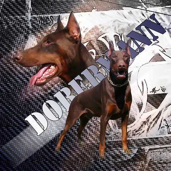 Dessin de doberman chocolat, motif 143-03 pour plaque attention au chien