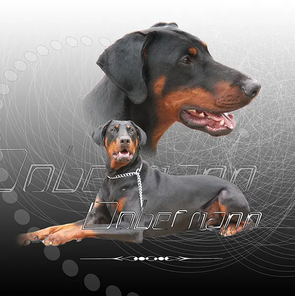 Dessin de chien doberman, motif 143-04 pour plaque attention au chien