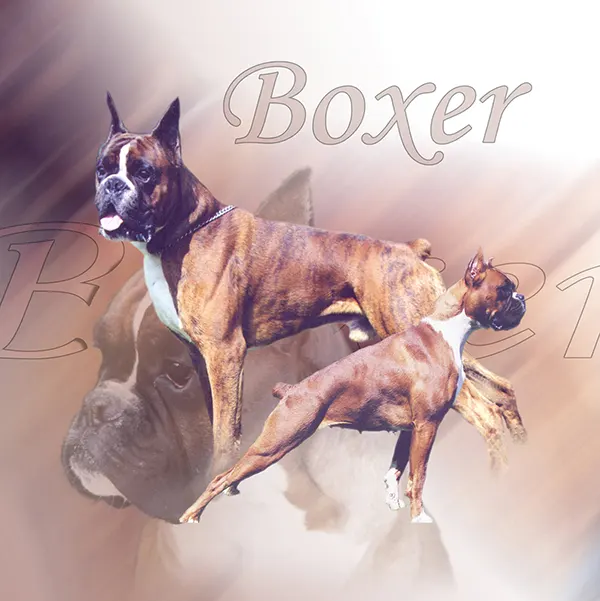 Dessin de chien boxer, motif 144-01 pour plaque attention au chien