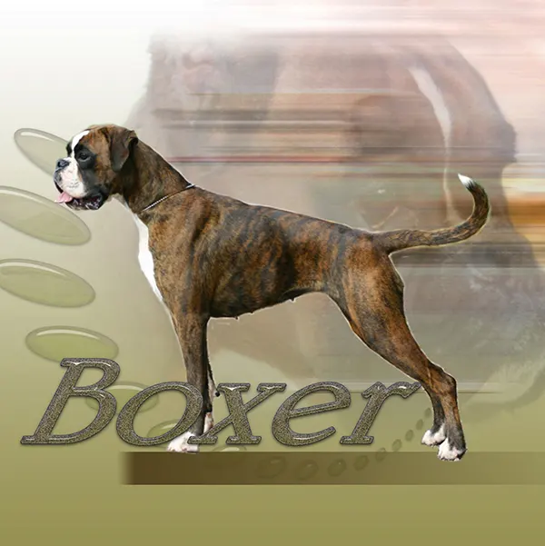 Dessin de chiot boxer, motif 144-02 pour plaque attention au chien