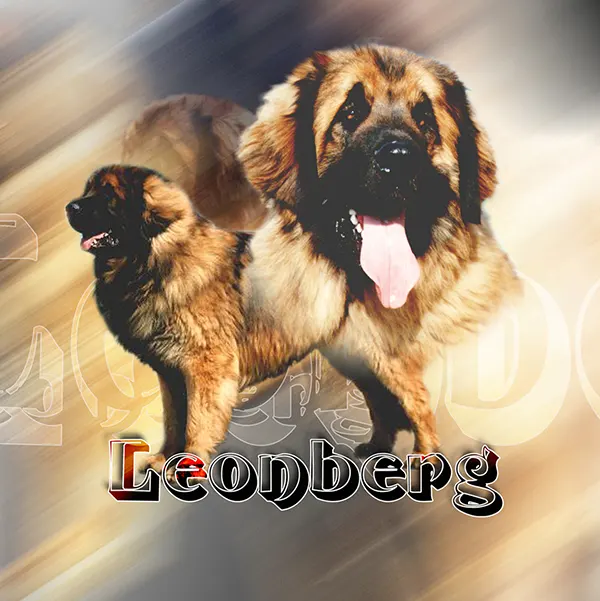 Dessin de leonberg, motif 145-02 pour plaque attention au chien