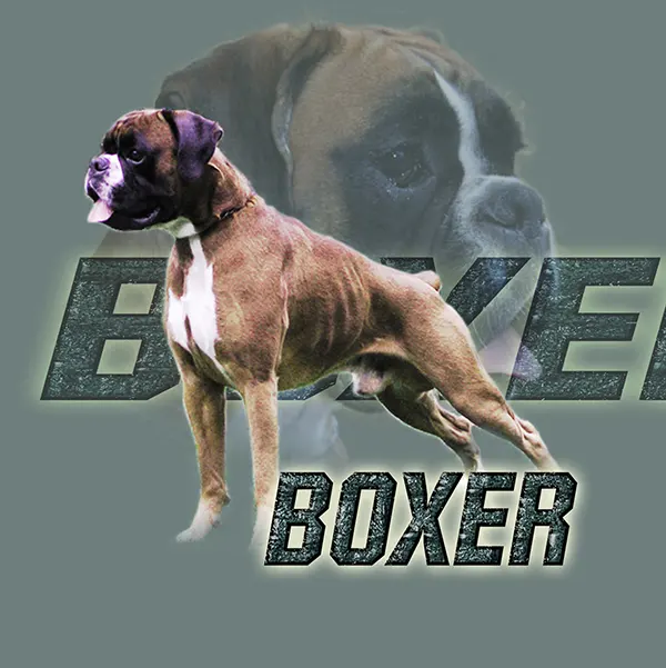 Dessin de mâle boxer, motif 144-03 pour plaque attention au chien