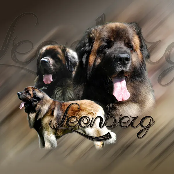 Dessin de chien leonberg, motif 145-03 pour plaque attention au chien
