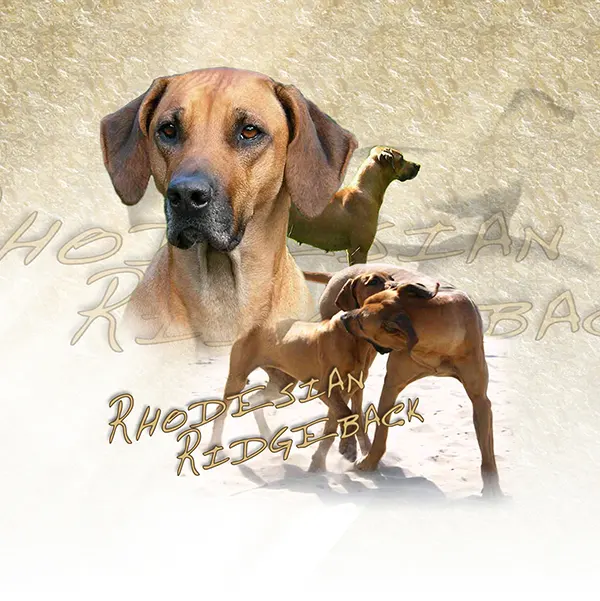Dessin de rhodesian ridgeback, motif 146-01 pour plaque attention au chien