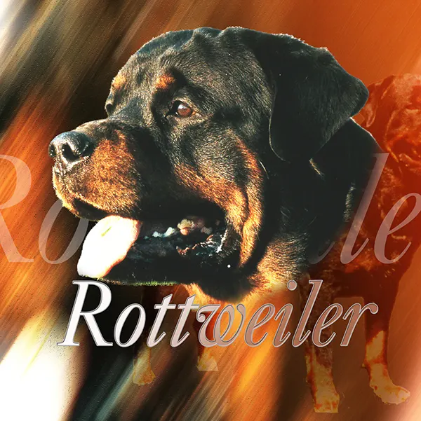 Dessin de rottweiler, motif 147-01 pour plaque attention au chien