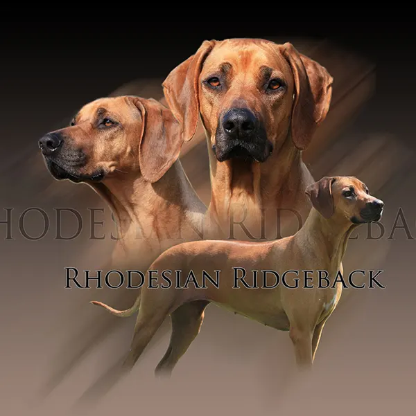 Dessin de chien de rhodésie, motif 146-02 pour plaque attention au chien