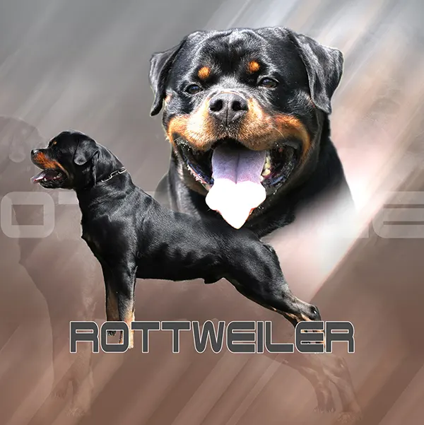 Dessin de chien rottweiler, motif 147-03 pour plaque attention au chien